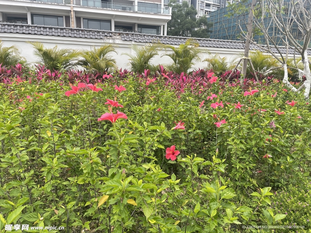 观赏性植物之朱瑾花