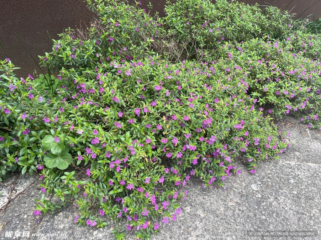 小花植物