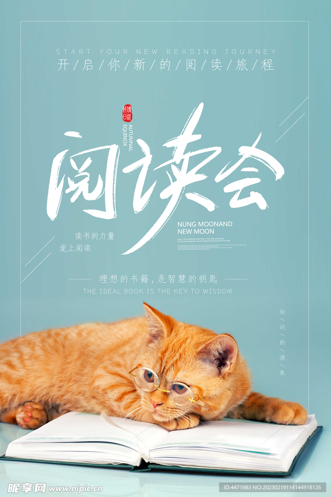 橘猫