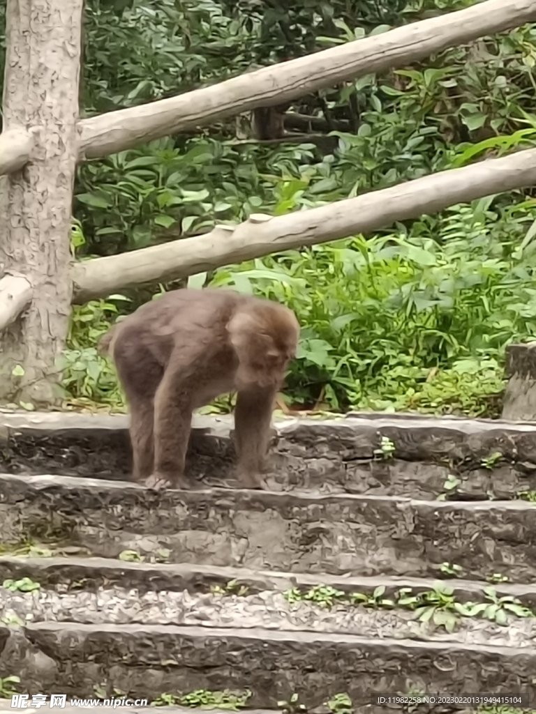 峨眉山猴子