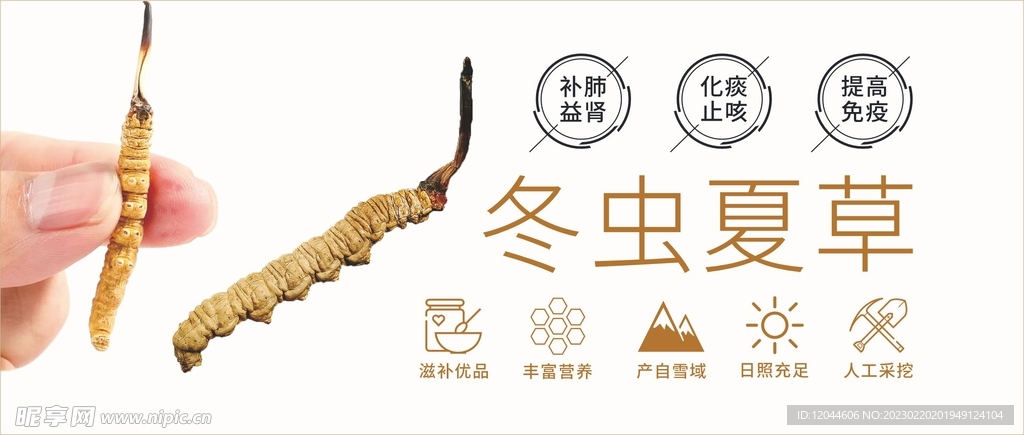 冬虫夏草