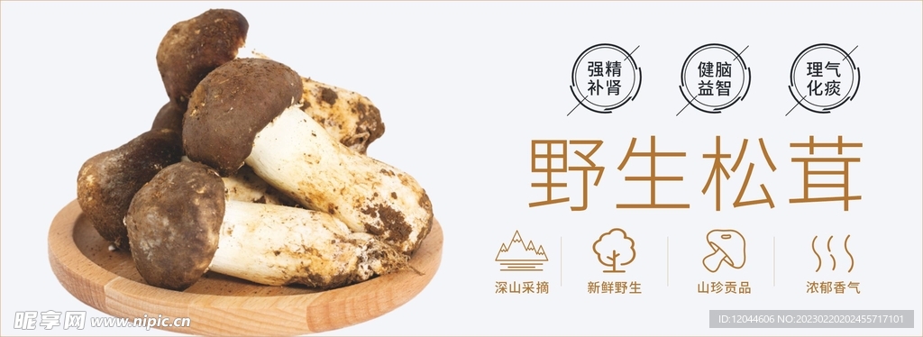 野生松茸