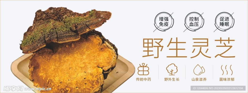 野生灵芝