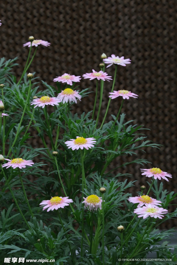 木茼篙 