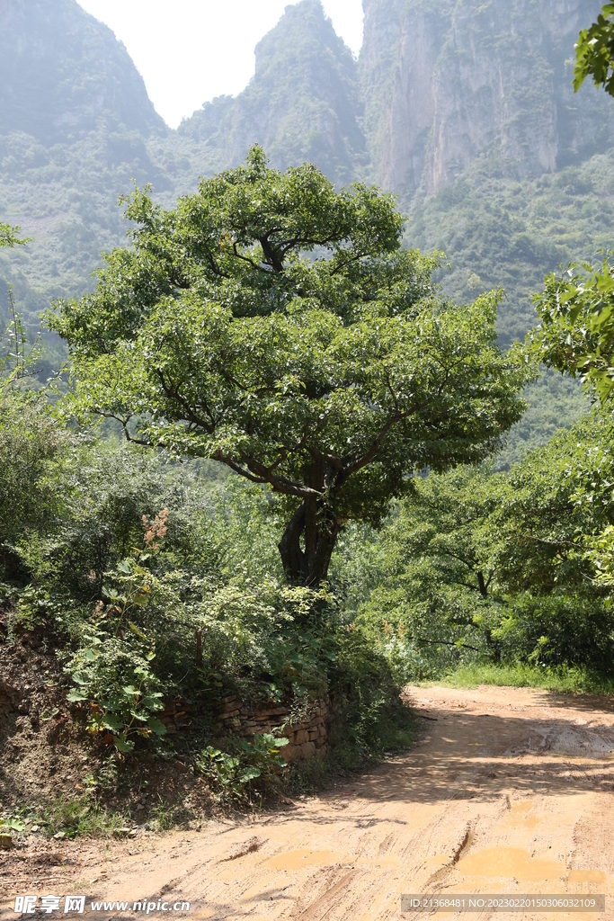 山楂树