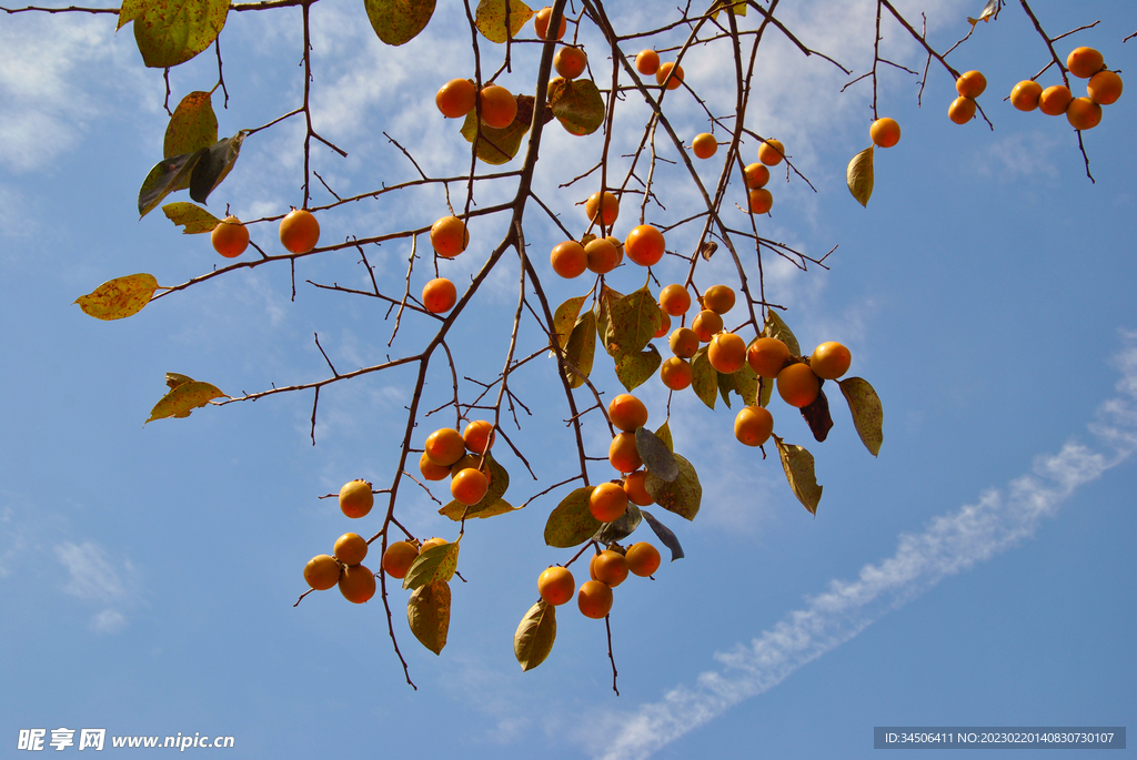 红红火火的柿子