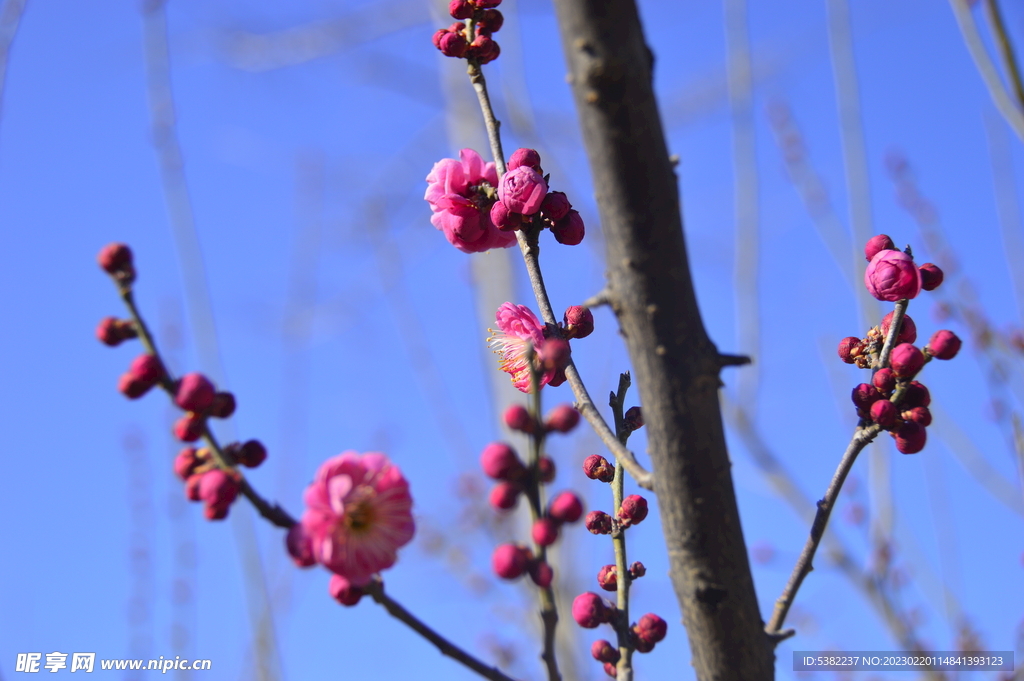 春暖红梅花开 