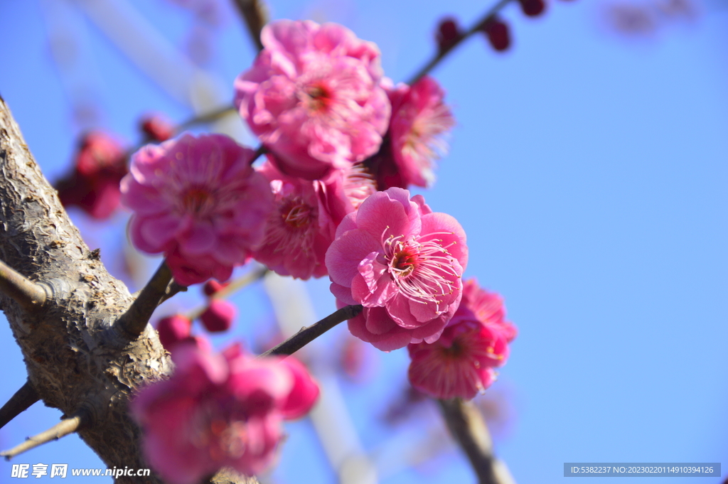 春暖红梅花开 