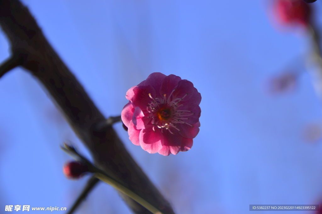 春暖红梅花开