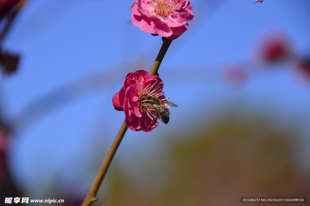 春暖红梅花开蜜蜂