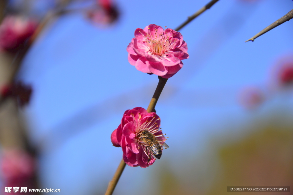 春暖红梅花开