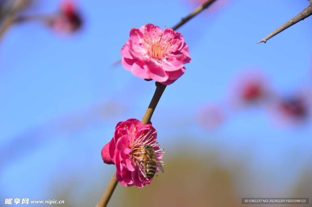 春暖红梅花开