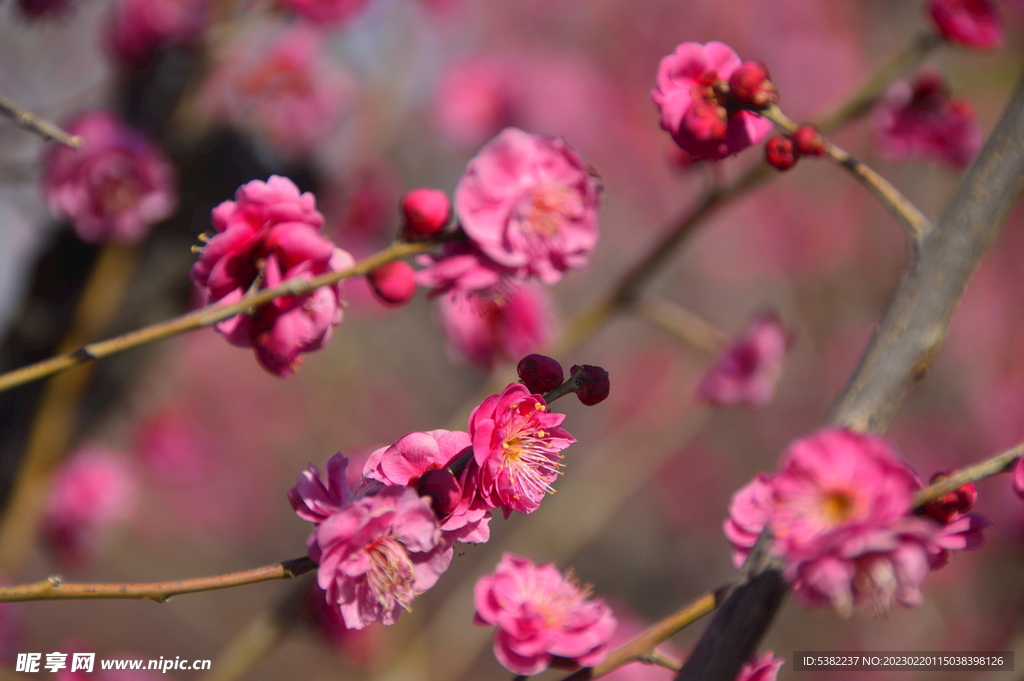 春暖红梅花开