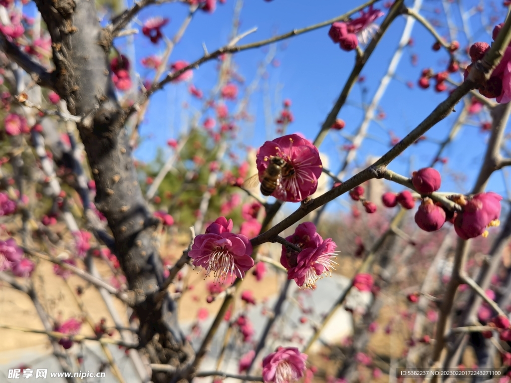 春暖红梅花开