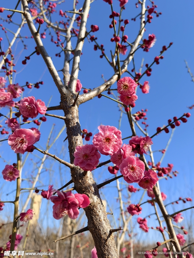 春暖红梅花开 