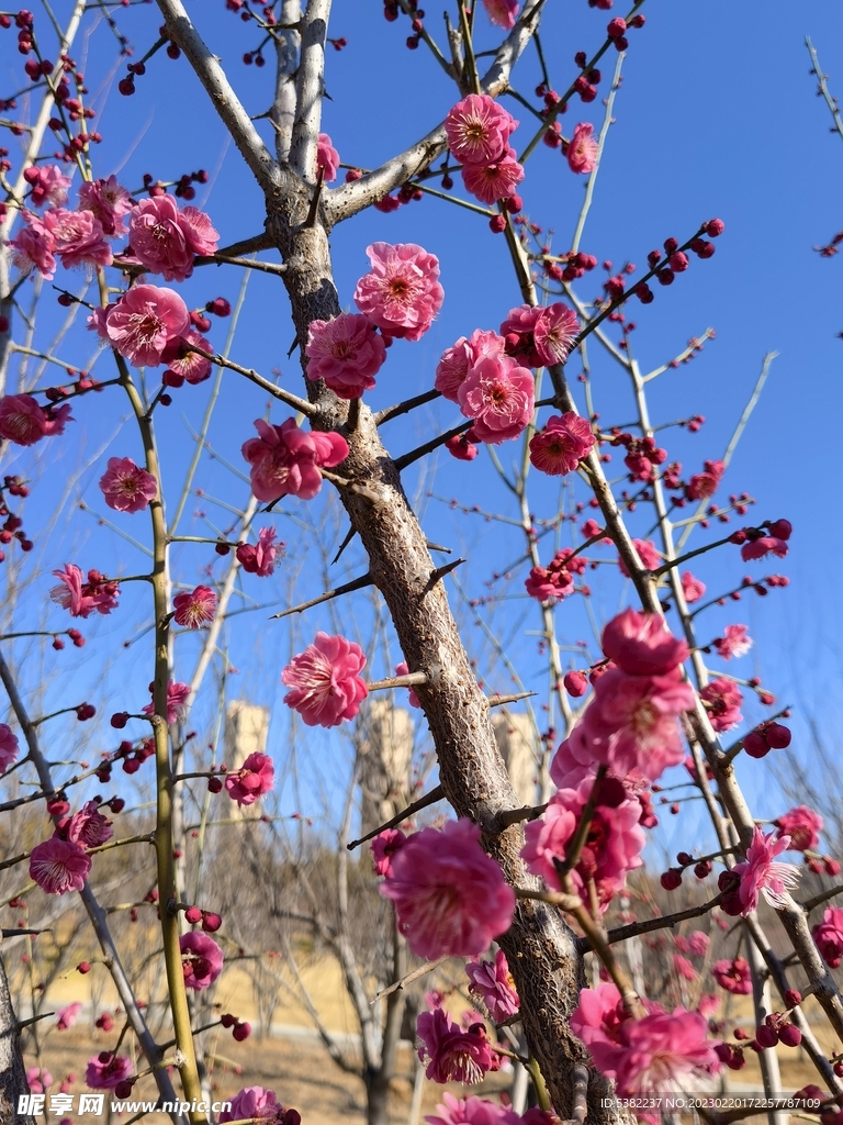 春暖红梅花开 