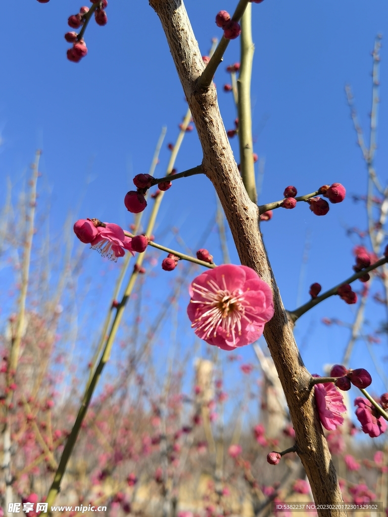 春暖红梅花开