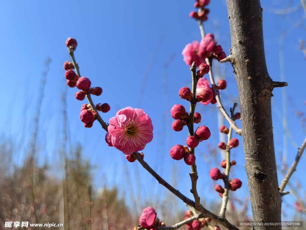 春暖红梅花开 