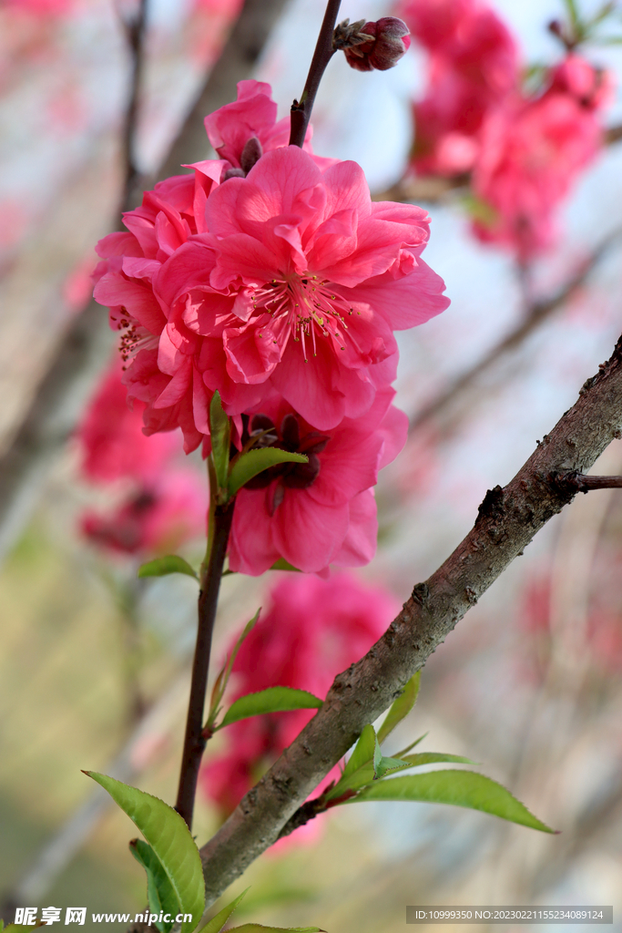 桃花开