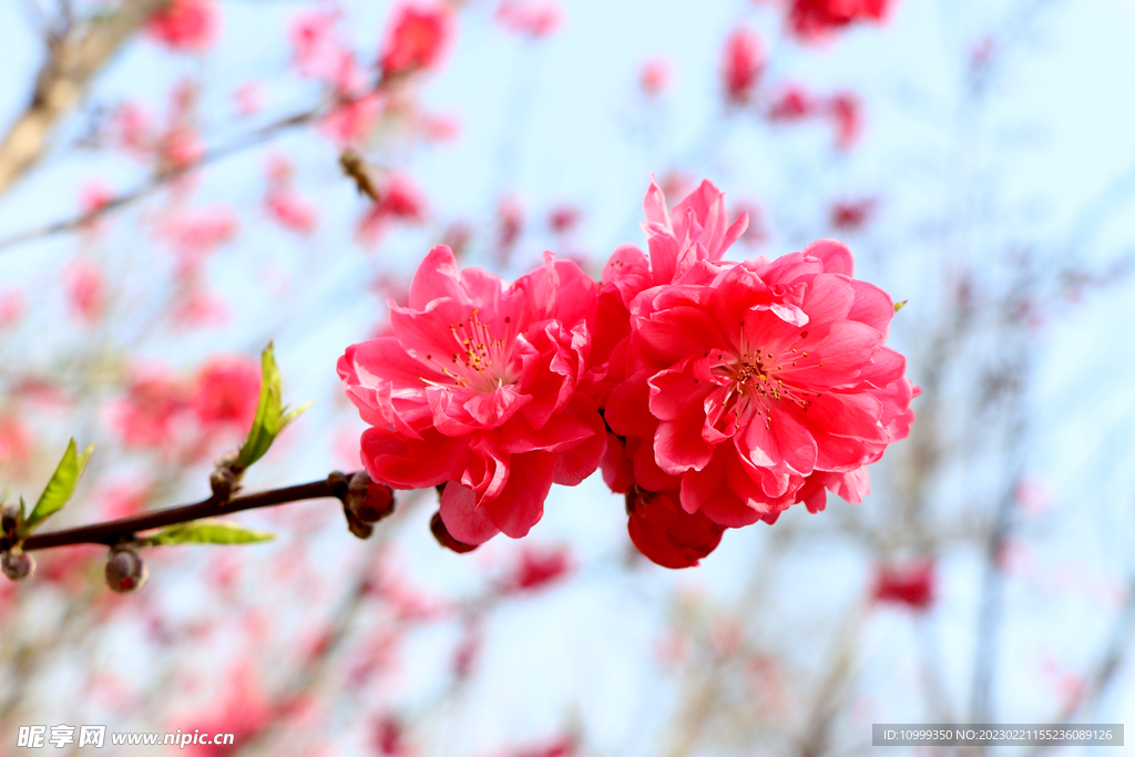 桃花