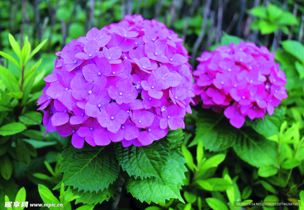 绣球花    