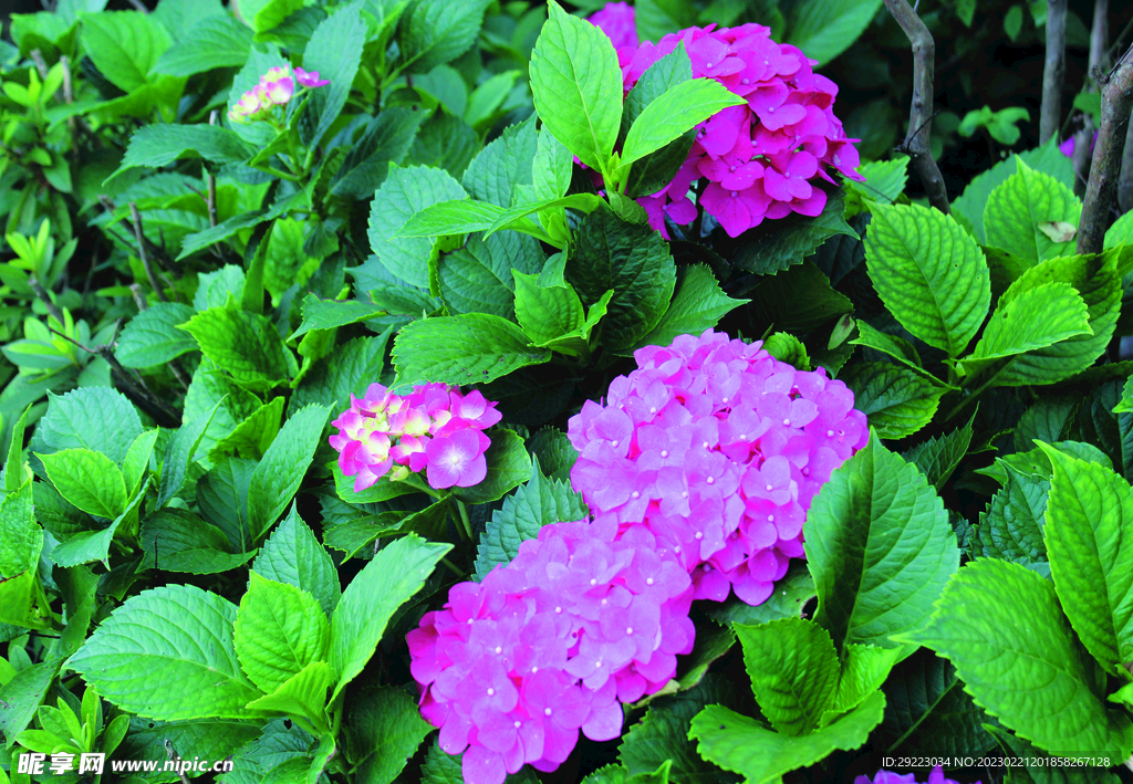 绣球花    