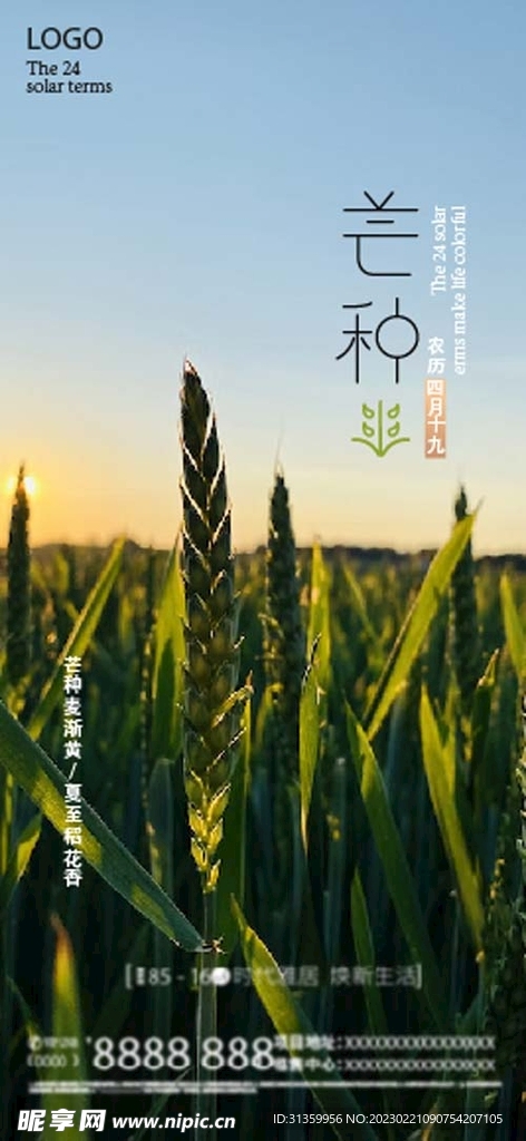 二十四节气之芒种