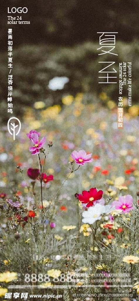 二十四节气之夏至