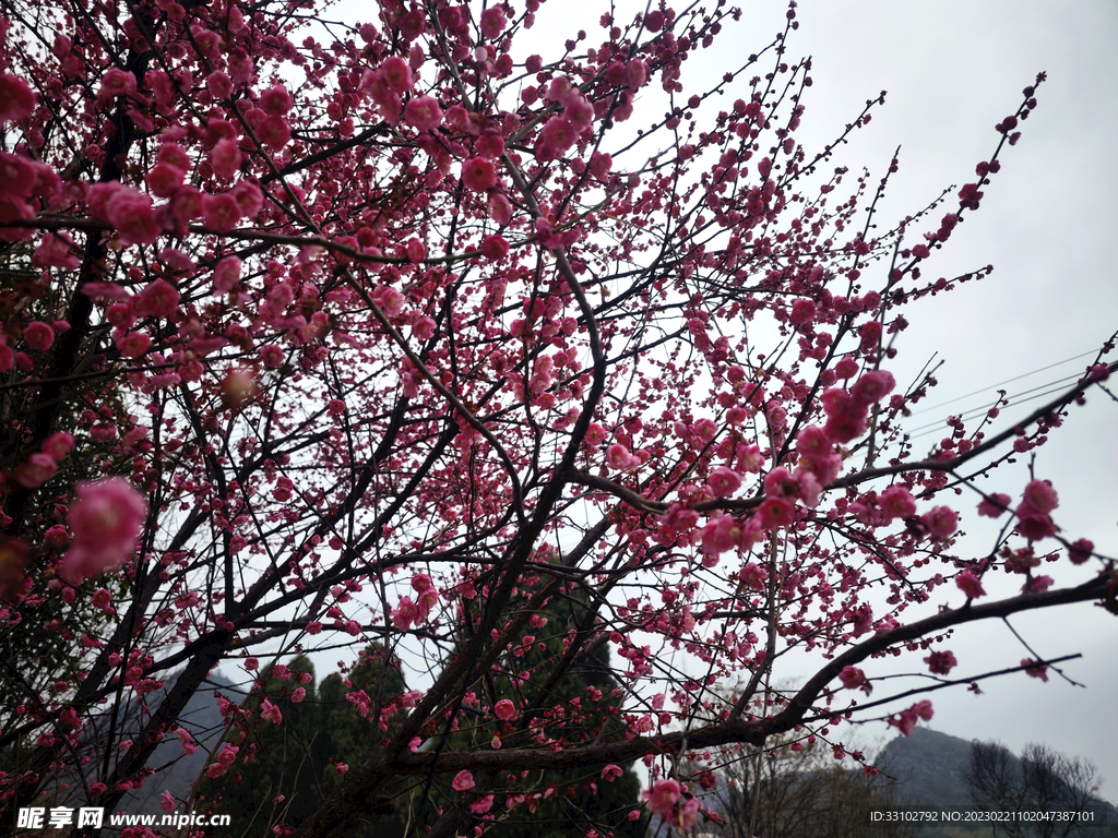 春季梅花桃花