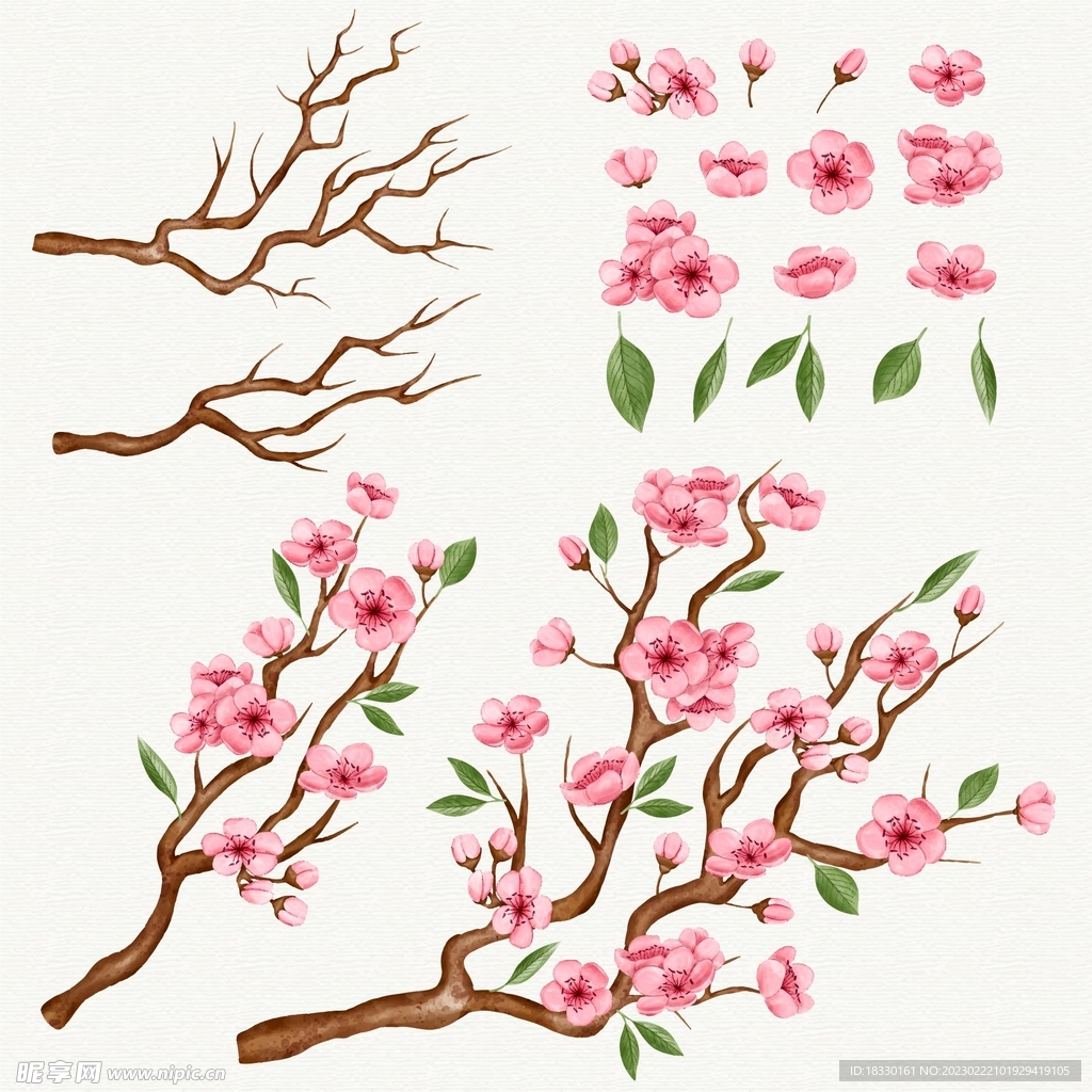 樱花