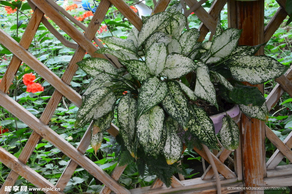 观叶花草  
