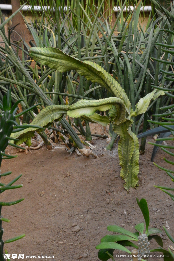 观叶花草  