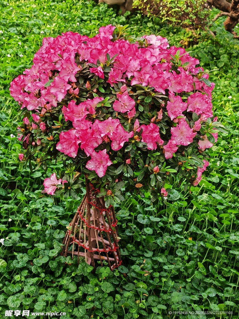 温室花草风景  