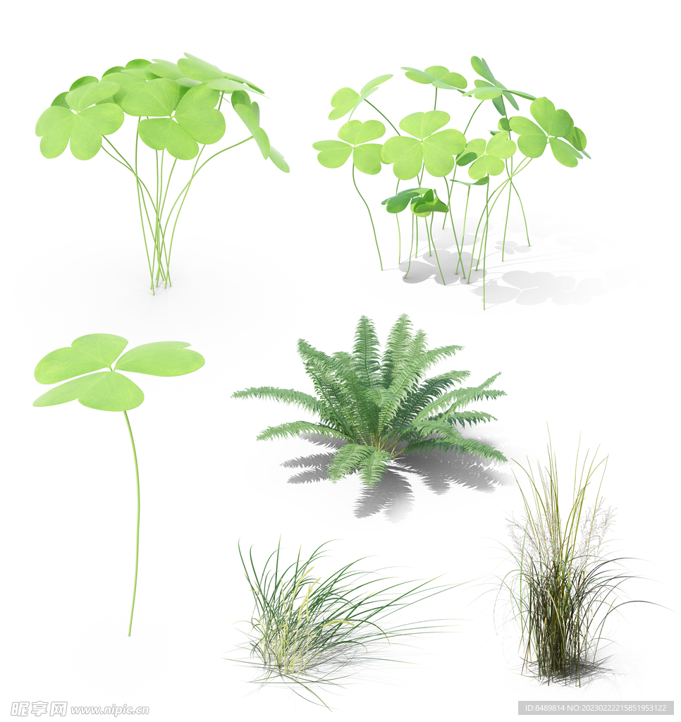 草  蕨类 地被开花植物图片