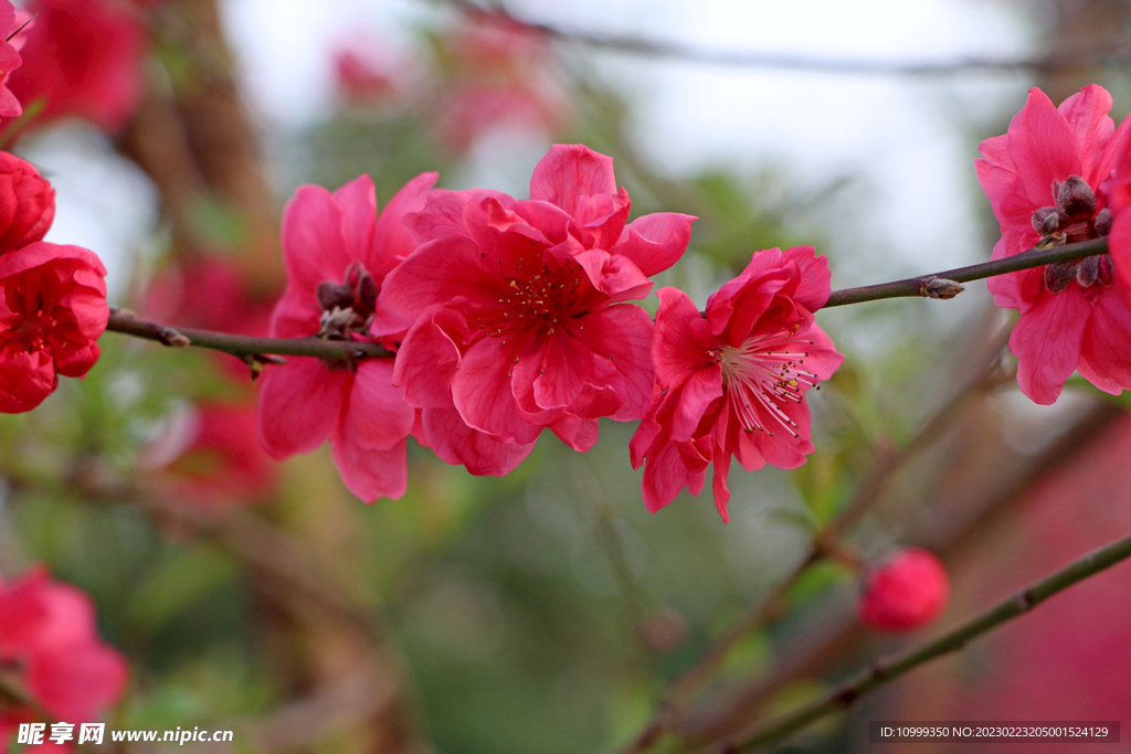 桃花