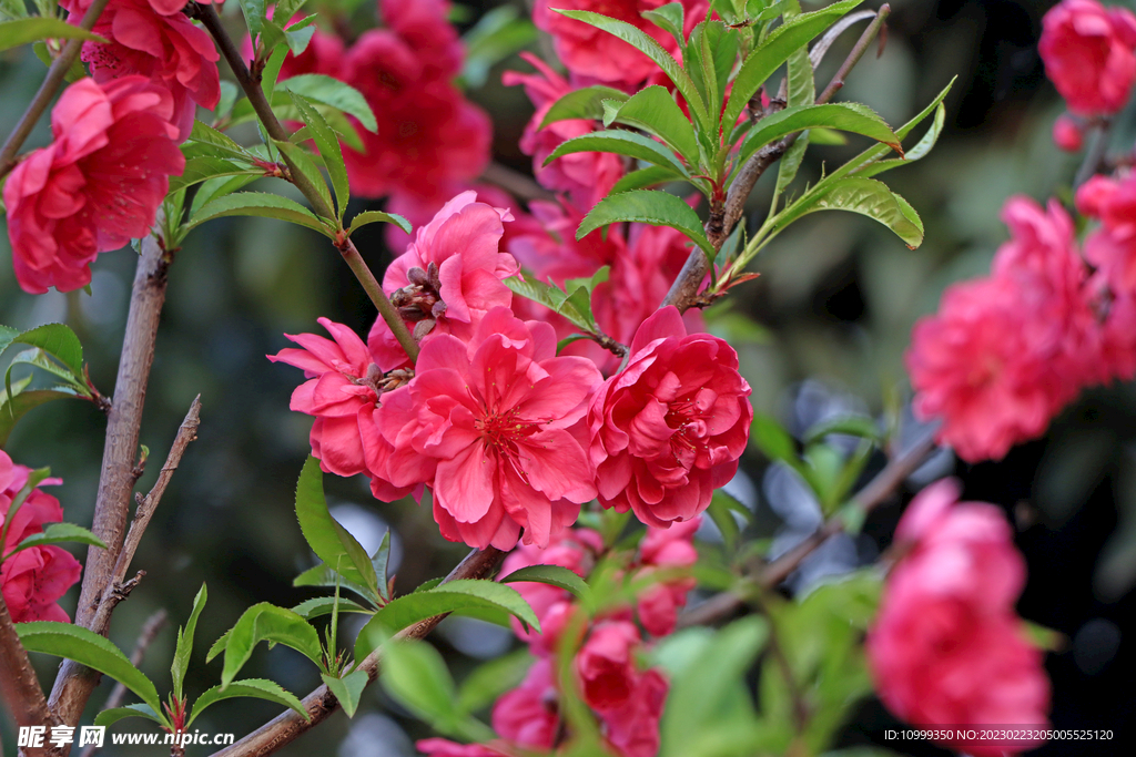 桃花