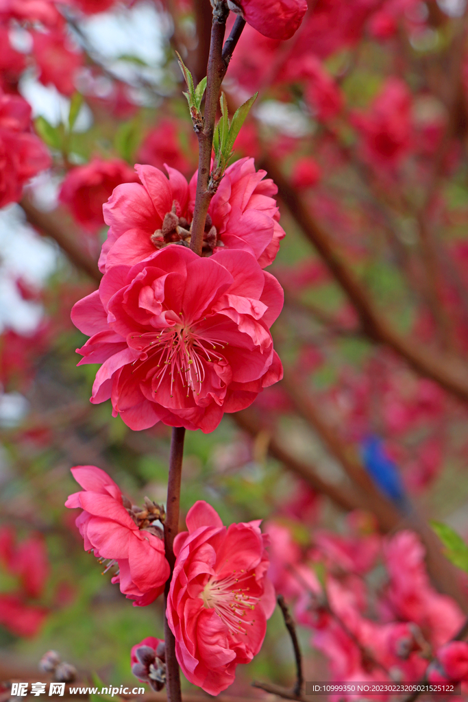 桃花开