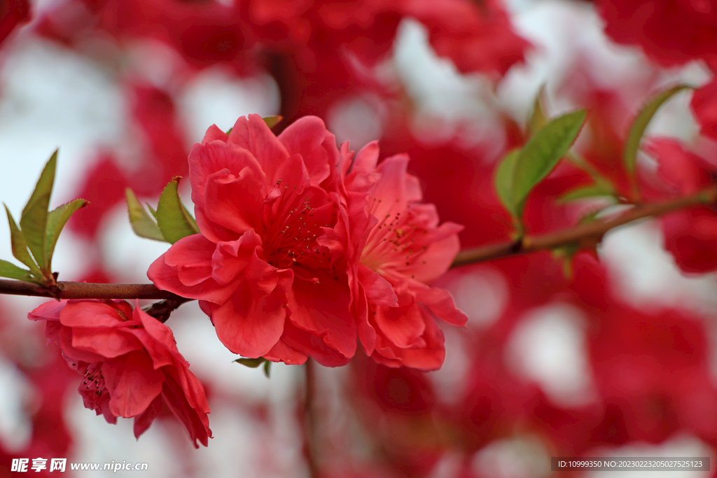 桃花