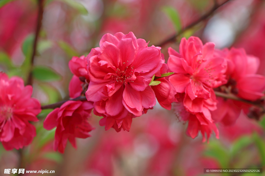 桃花