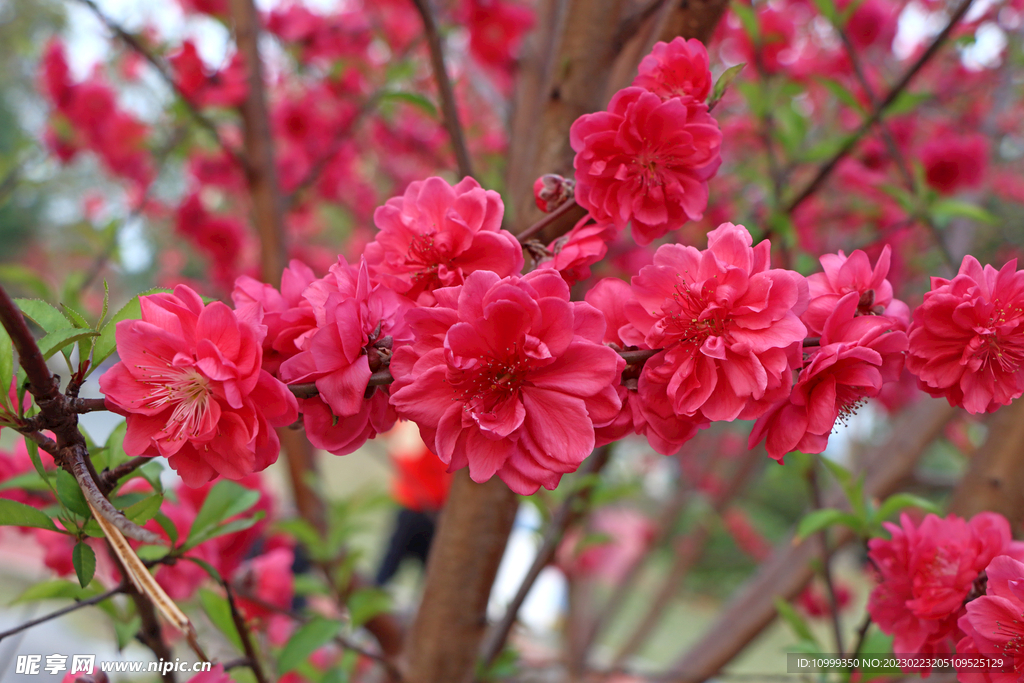 桃花