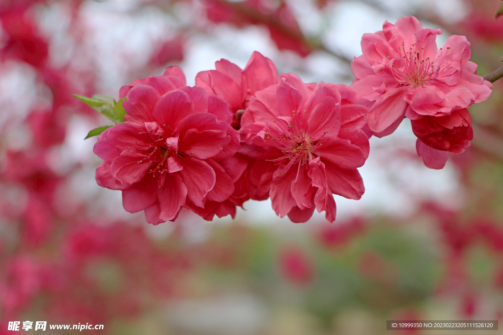 桃花