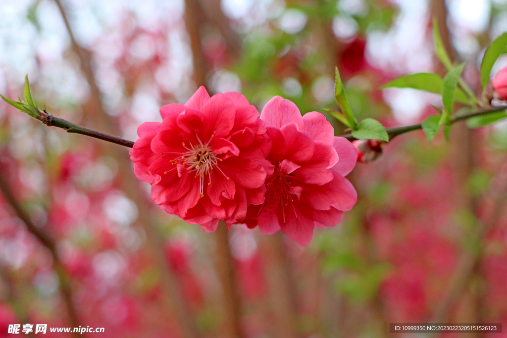 桃花