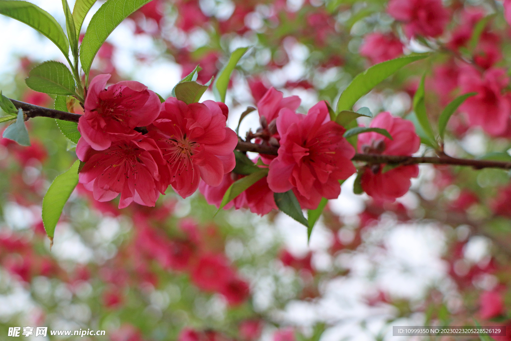 桃花