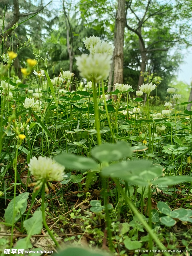 四叶草花 