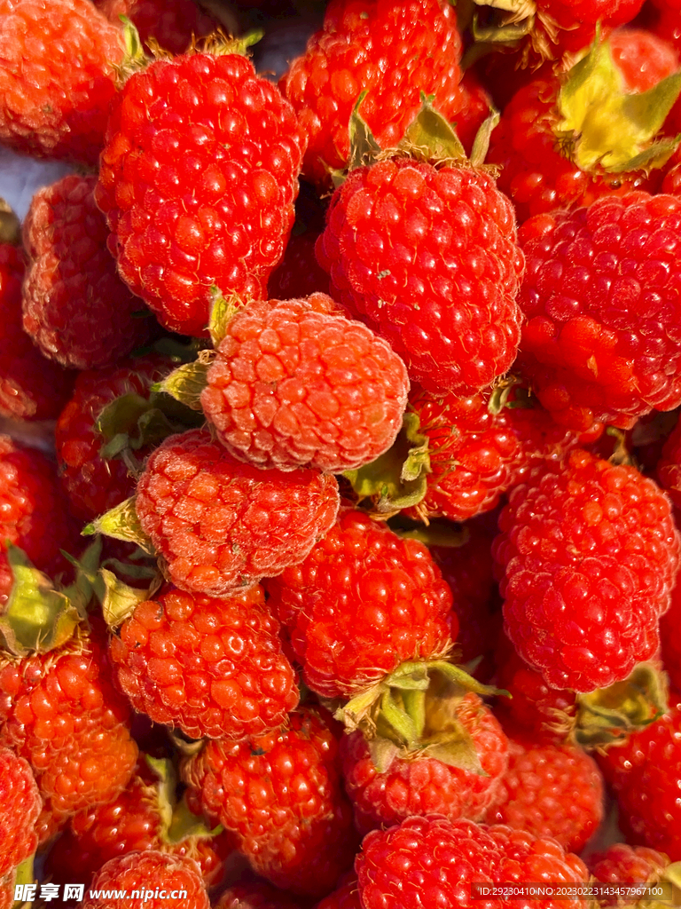 树莓野草莓写真