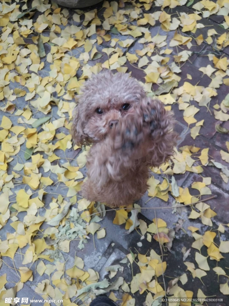 秋天院子里的小狗