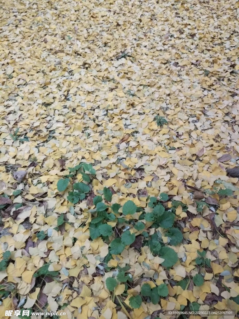一地金黄