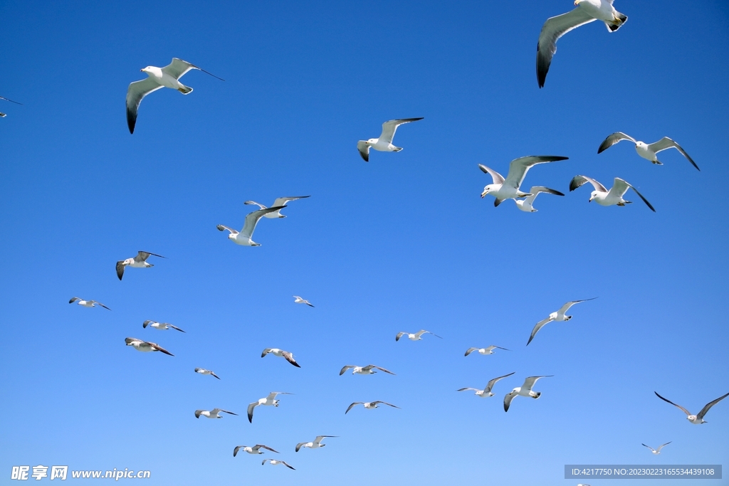 海洋上空的海鸥