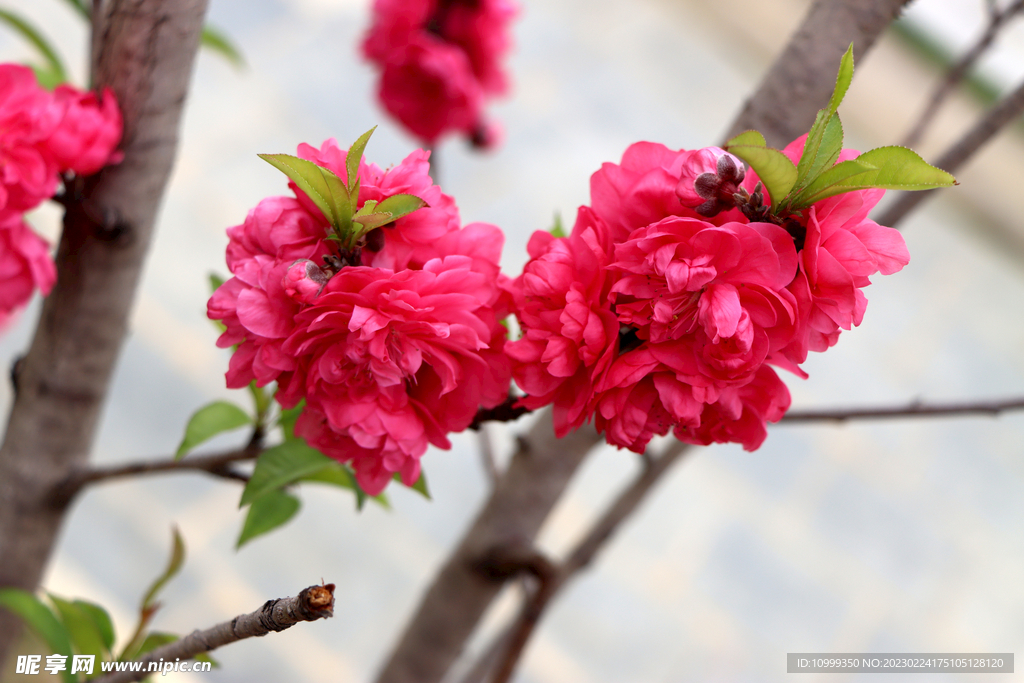 桃花