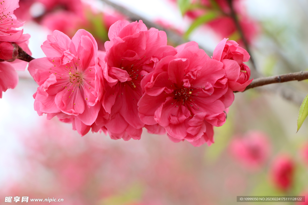 桃花